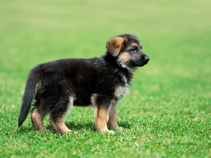 Cách nuôi becgie từ nhỏ
