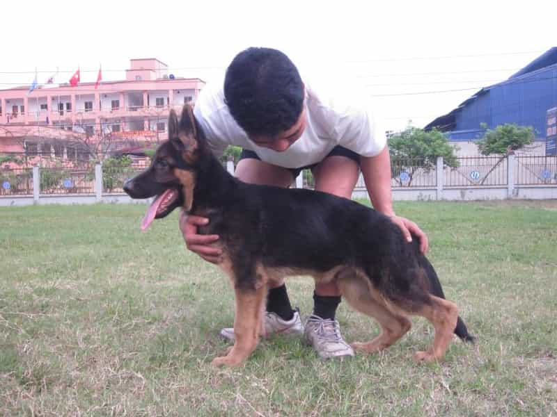 Bổ sung Canxi chó chó