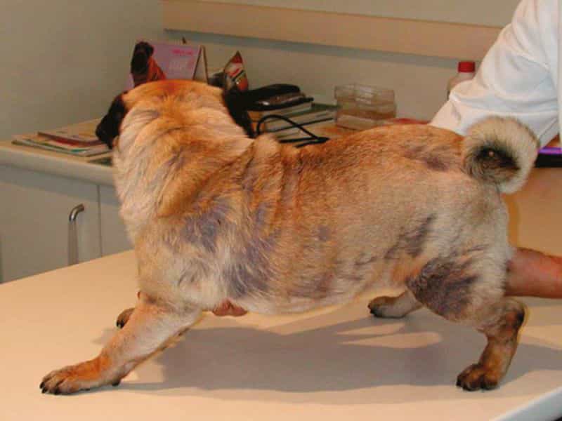 Bệnh viêm da Demodex