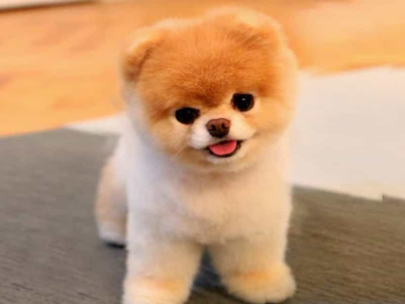 Thông tin về giống chó Boo