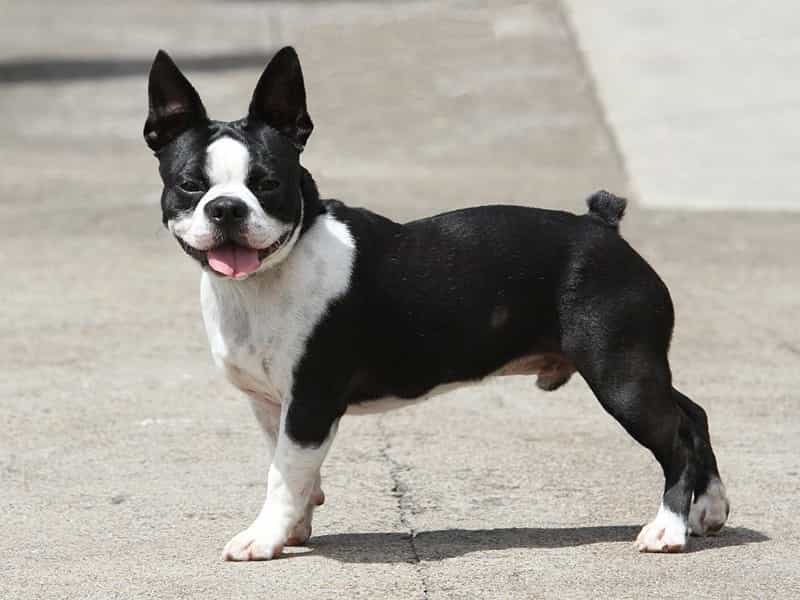 au88 app au88 app Terrier