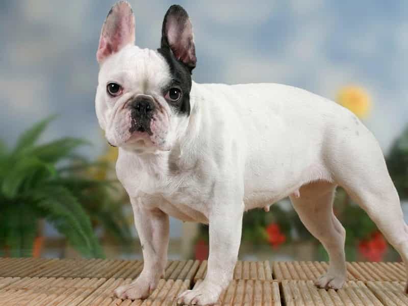 au88 app cảnh nổi tiếng đến từ nước Pháp