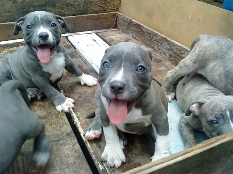 Thông tin về chó Bully