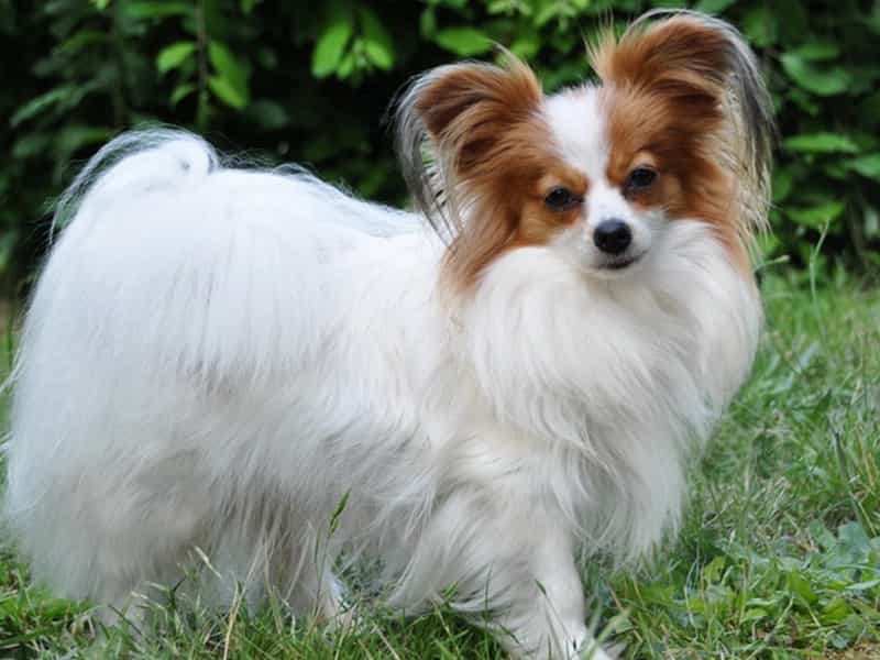 au88 app Bướm Papillon