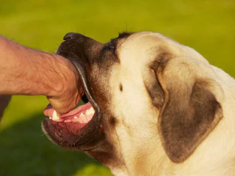 Xử lý khi bị chó cắn