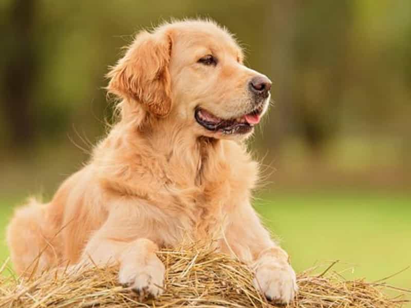 Sự thật thú vị về au88