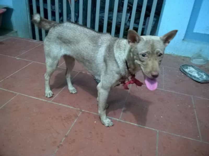 Các giống chó au88 Lai