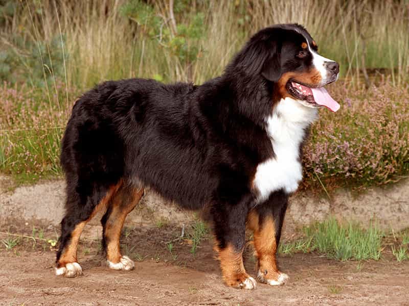 au88 app tam thể Bernese Mountain Dog