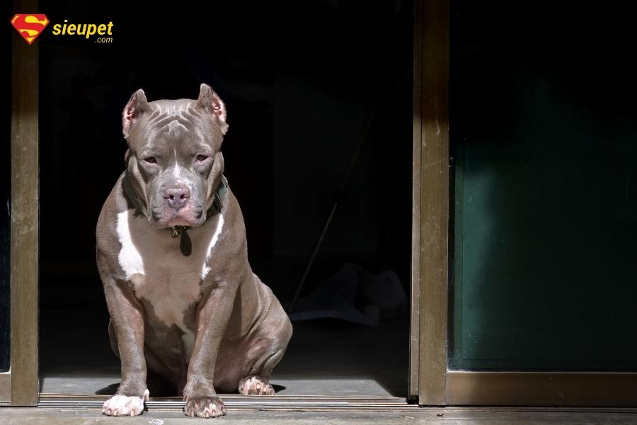 giống chó pilbull cơ bắp