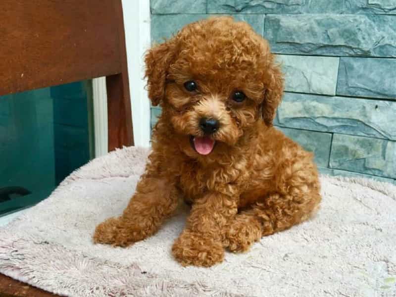 Thông tin về Tiny au888 casino