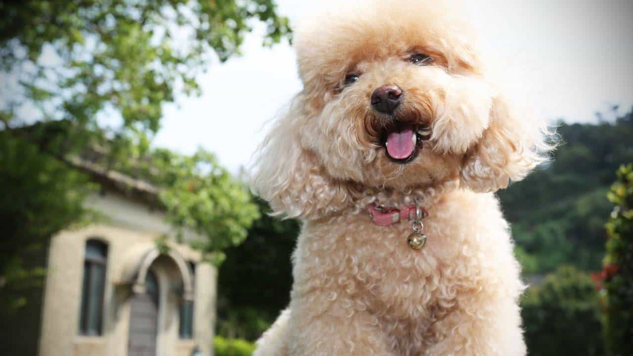 giống chó poodle