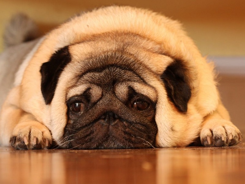 chó pug bị béo phì