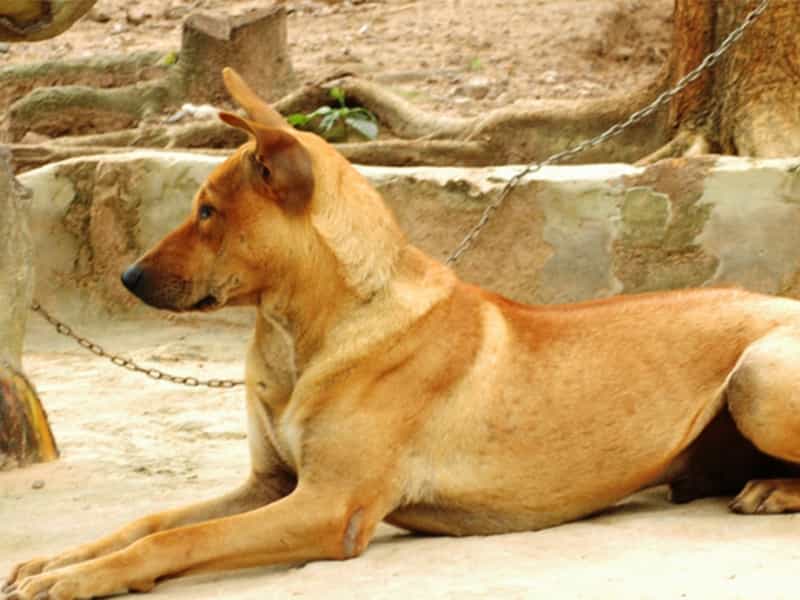 Thông tin về giống chó cỏ