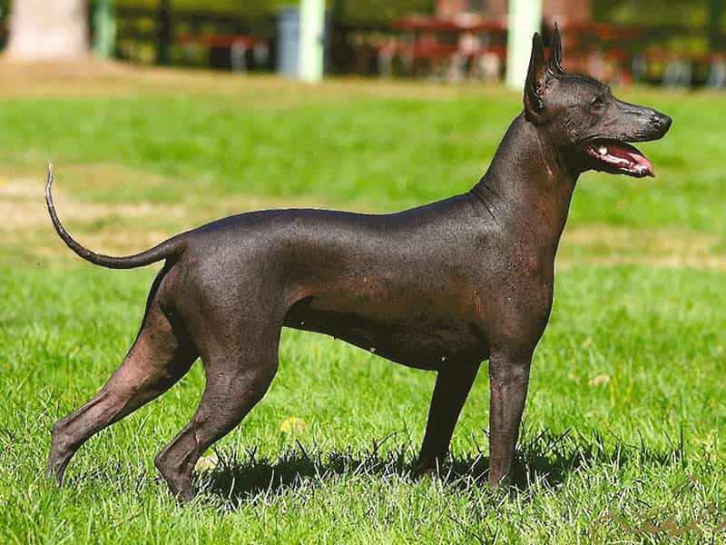 Các giống chó không lông