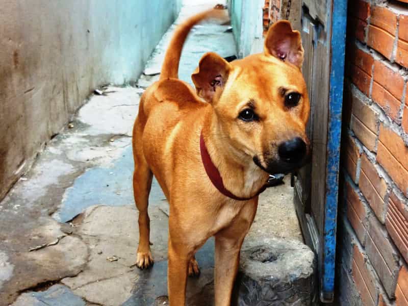 Cách chọn sữa tắm chó au88