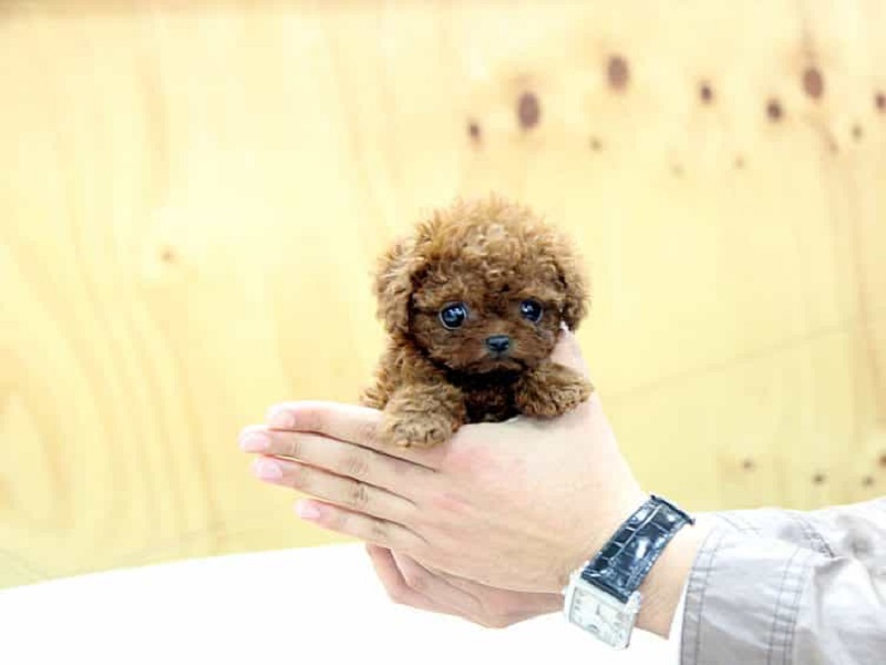 Có nên nuôi poodle ?