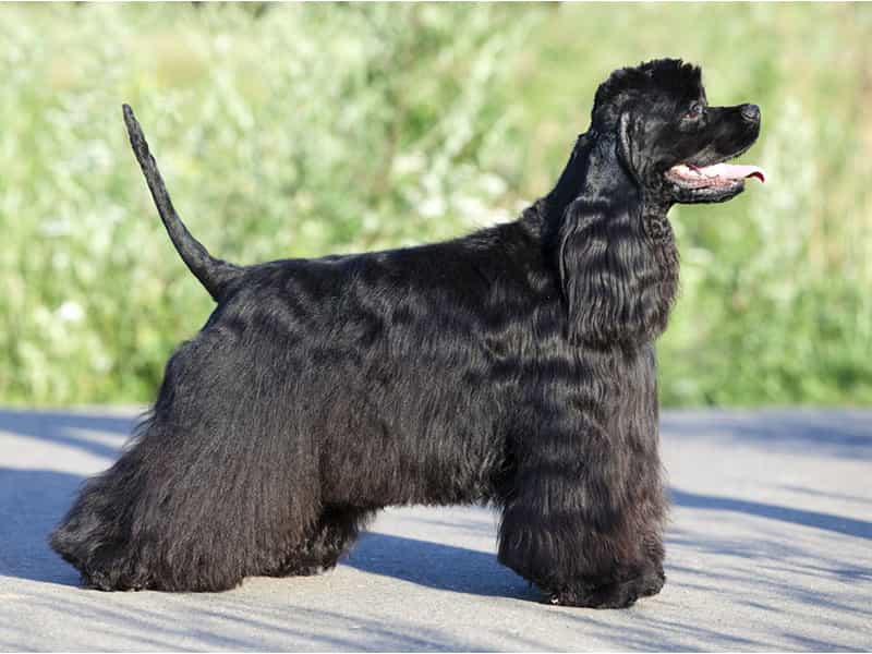 Chó Cocker Mỹ