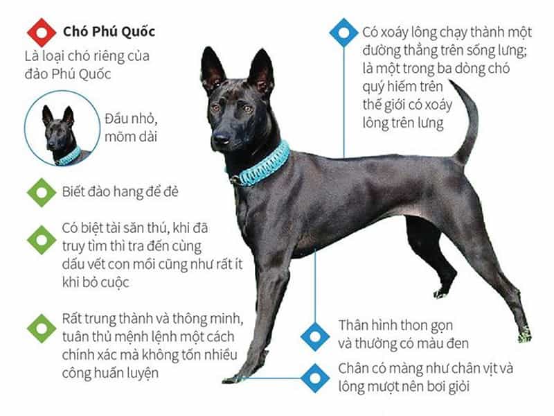 Tiêu chuẩn chó au88