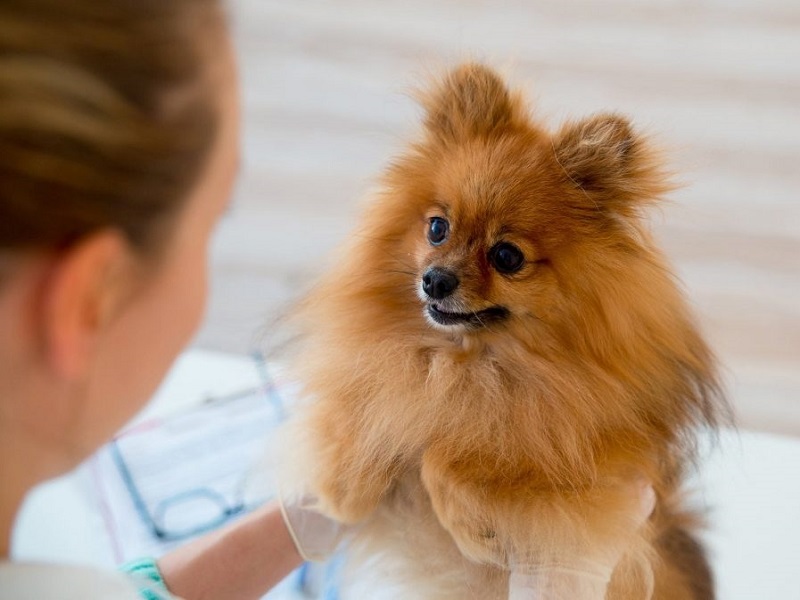 chăm sóc chó phốc sóc sinh sản