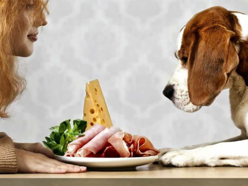 Chế độ dinh dưỡng chó chó cảnh