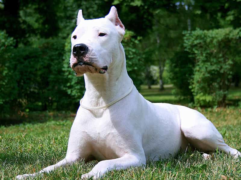 au88 app ngao Dogo Argentino