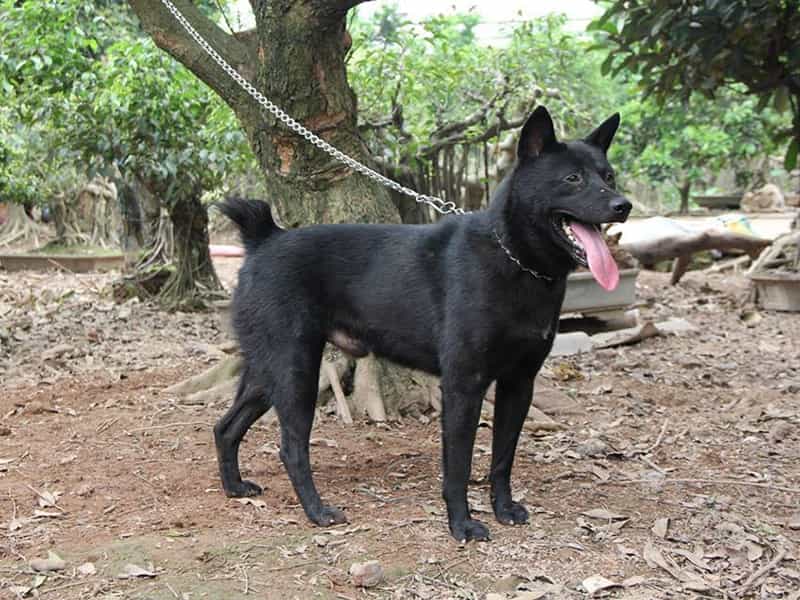 Những điều thú vị về Mông Cộc