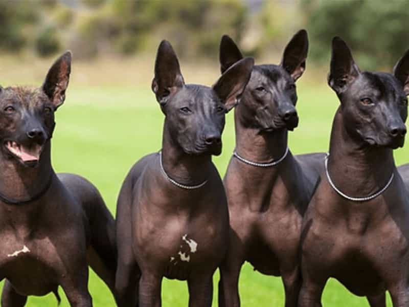 Top 3 giống chó không lông
