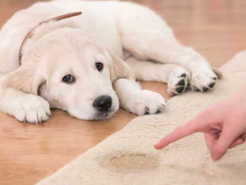 Huấn luyện chó đi vệ sinh đúng chỗ