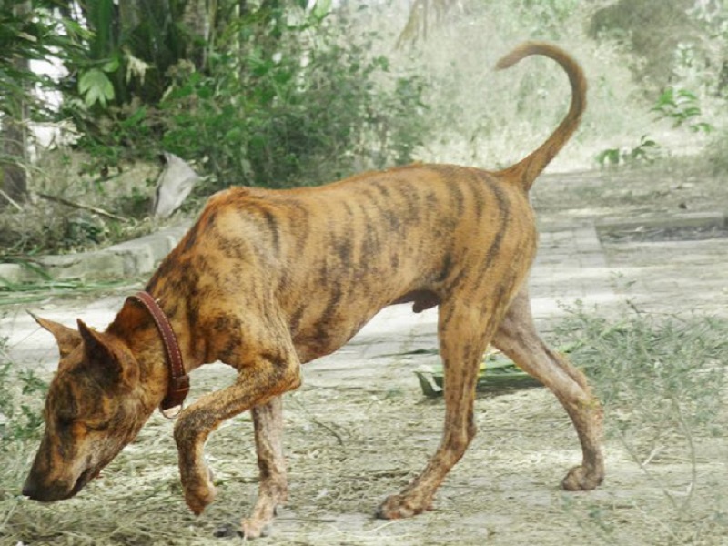 huấn luyện chó au88
