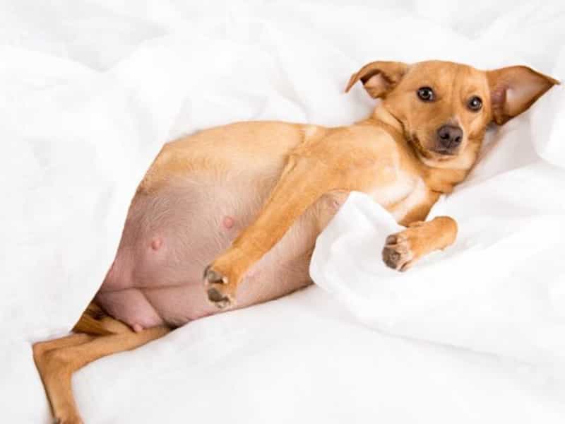 Chăm sóc chó mẹ trước và sau sinh