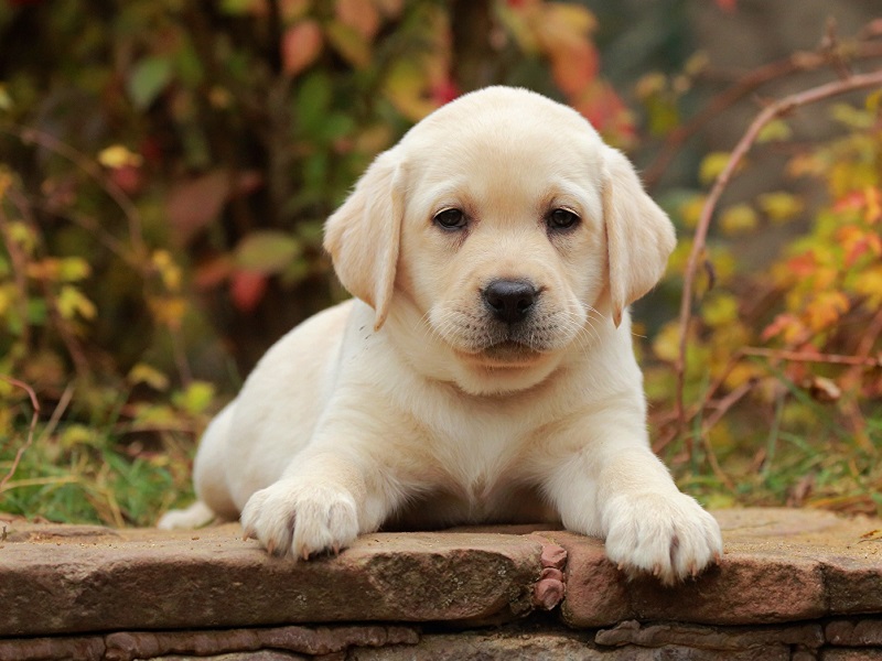 LABRADOR