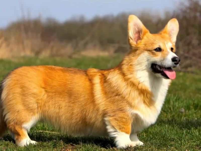 Tìm hiểu về Pembroke Welsh au88 app
