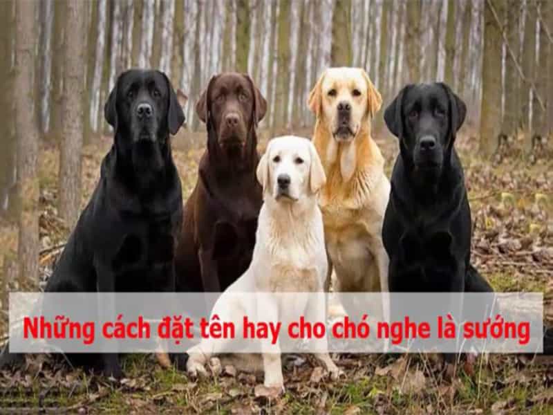 Đặt tên cho chó cực ngầu