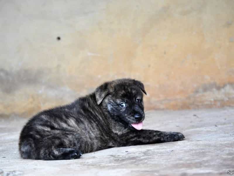 Mua Bán Chó H'Mông Cộc