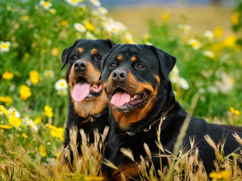 mua ban cho rottweiler