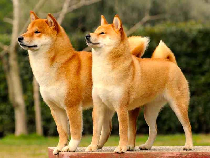 SHIBA INU
