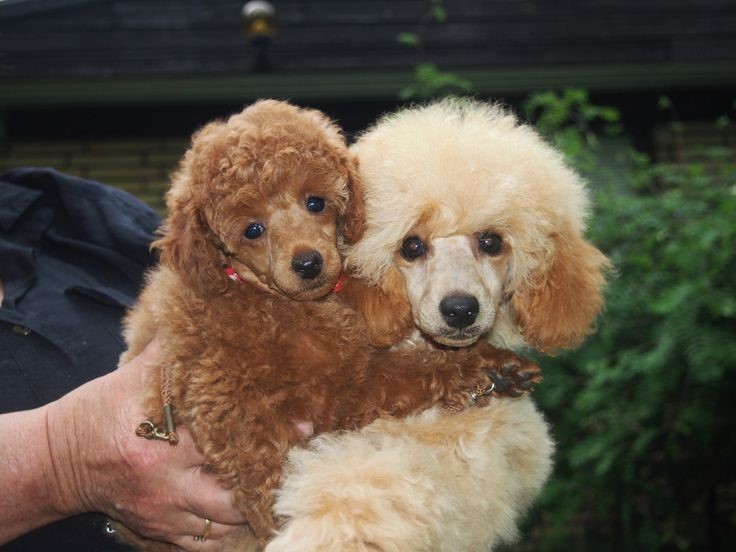 Mua chó poodle giá 500k
