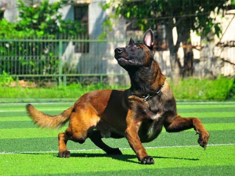 Thông tin về chó Malinois