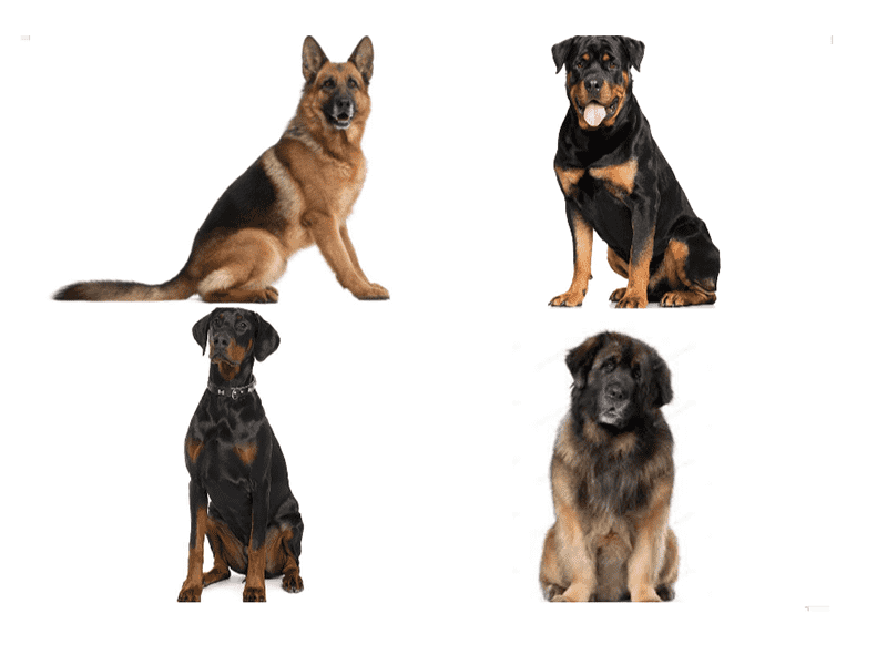 Top 4 giống chó đến từ Đức