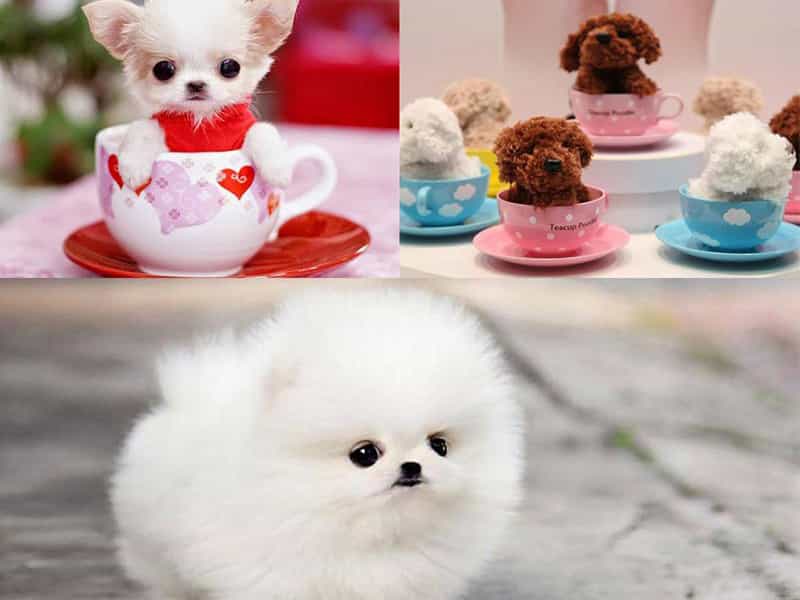 Top 3 giống chó Teacup