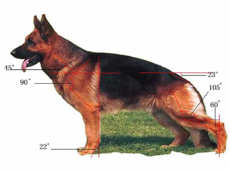 Kích thước chuồng becgie