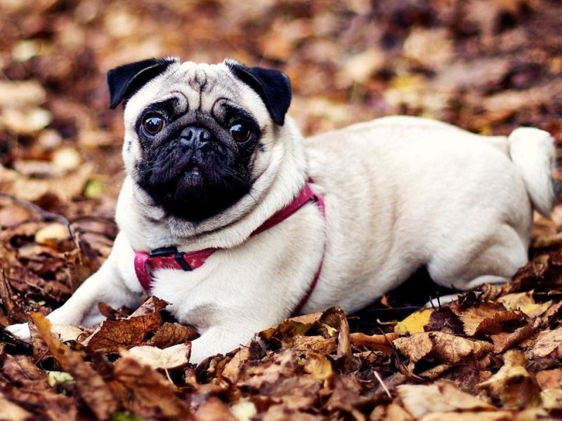 PUG