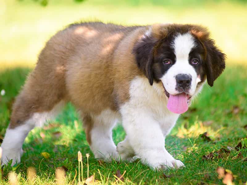 au88 app cứu hộ Saint Bernard