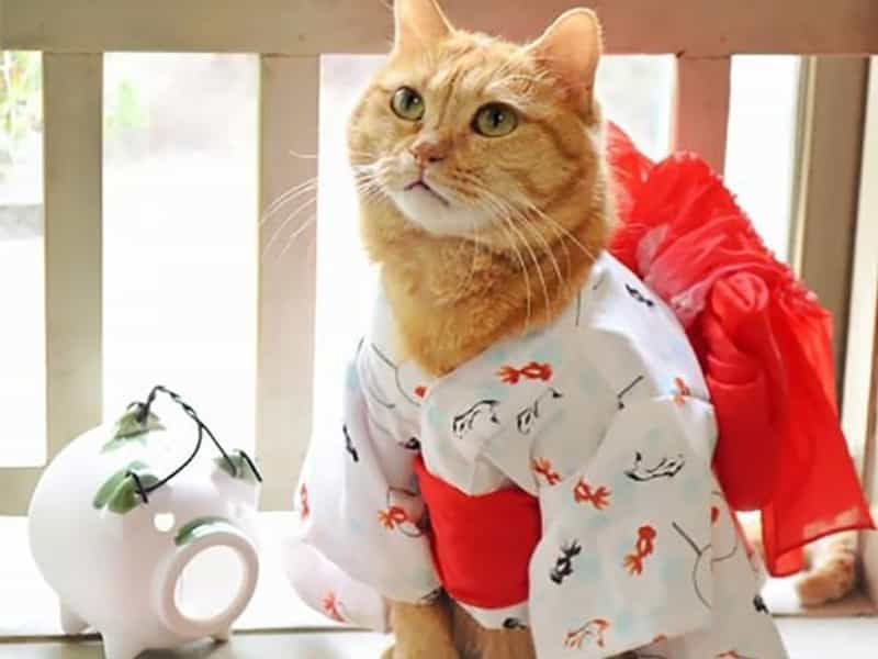 Tìm hiểu quần áo cho chó mèo