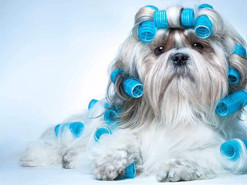 au88 app Shih Tzu