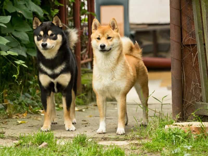 Phân biệt au88 Inu và au88 Inu