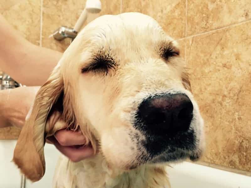 Chăm sóc lông cho Golden