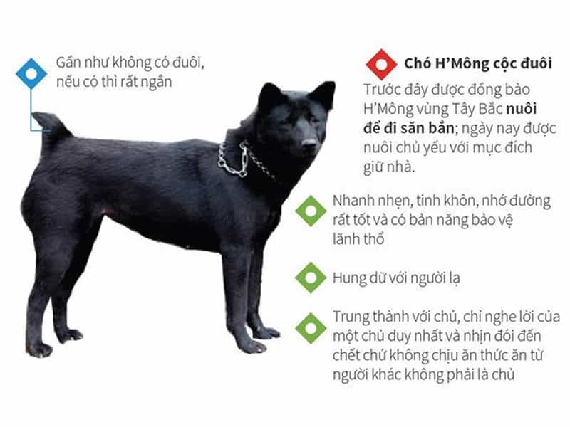 Tiêu chuẩn H'Mông Cộc
