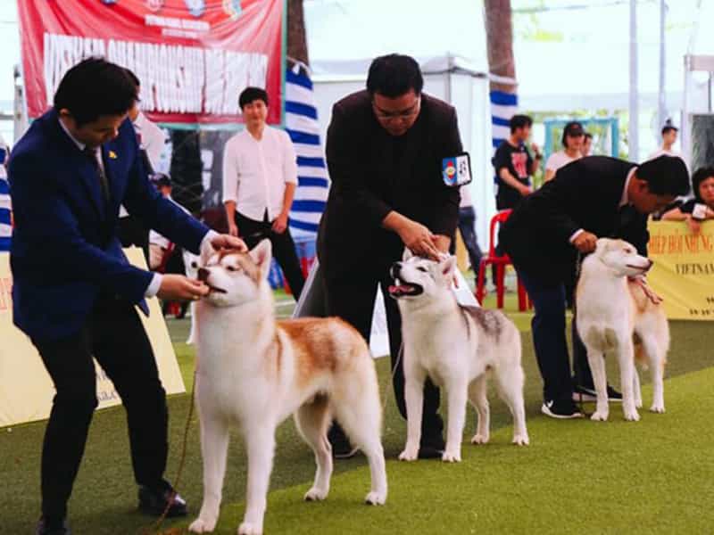 Huấn luyện chó đi thi Dogshow