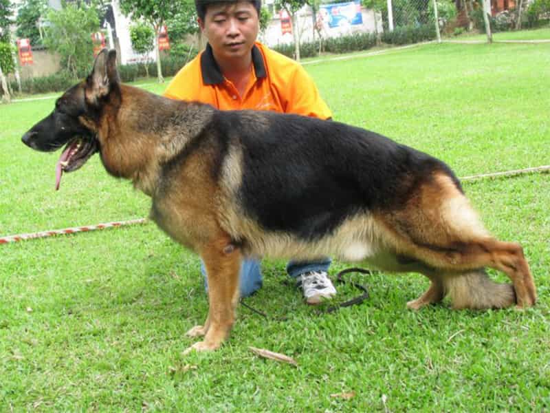 Trại chó au88 thuần chủng